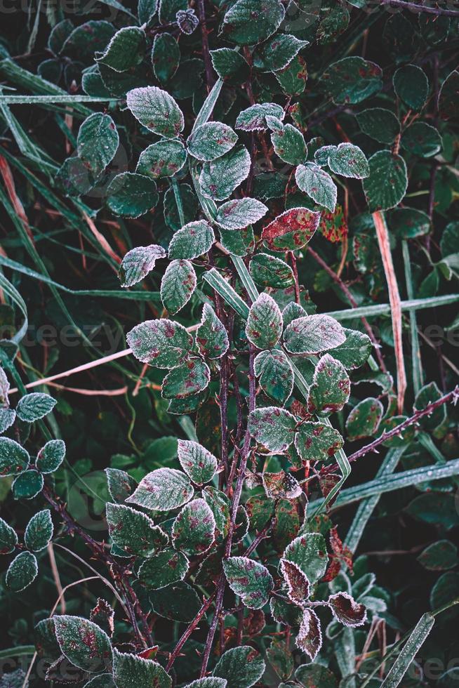 folhas verdes congeladas no inverno foto