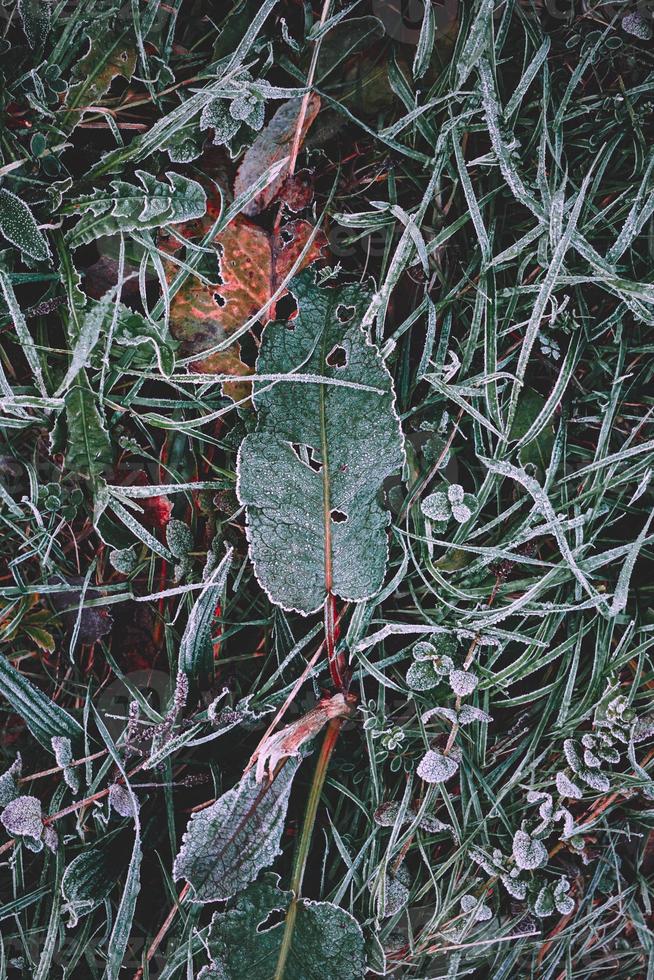 folhas verdes congeladas no inverno foto