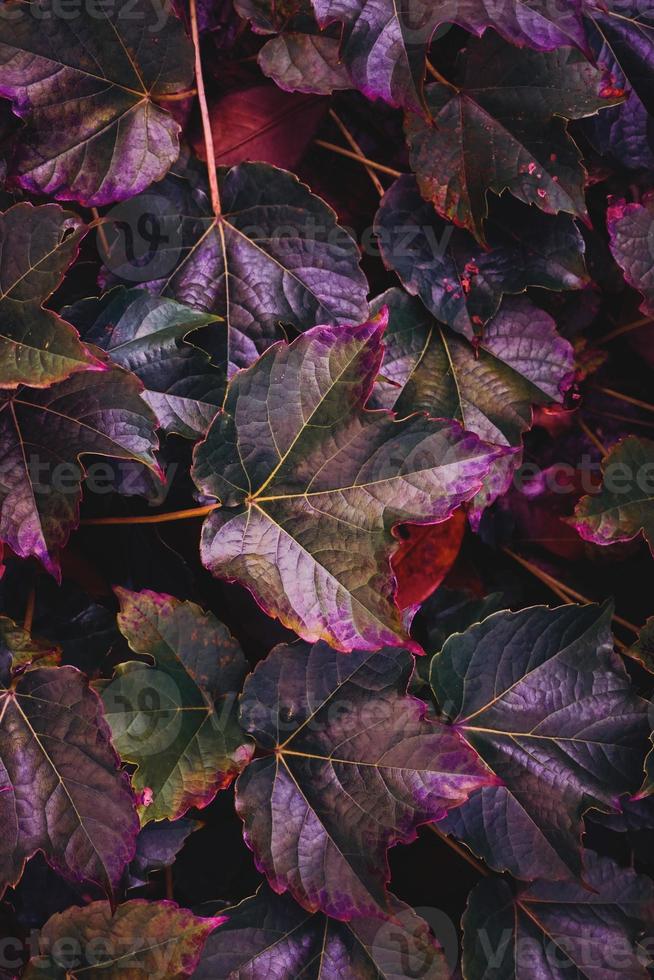 folhas multicoloridas com fundo texturizado foto