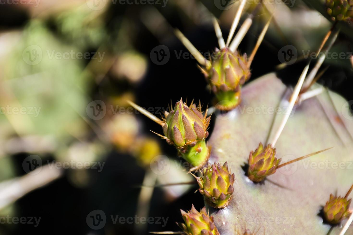 planta de pera espinhosa foto