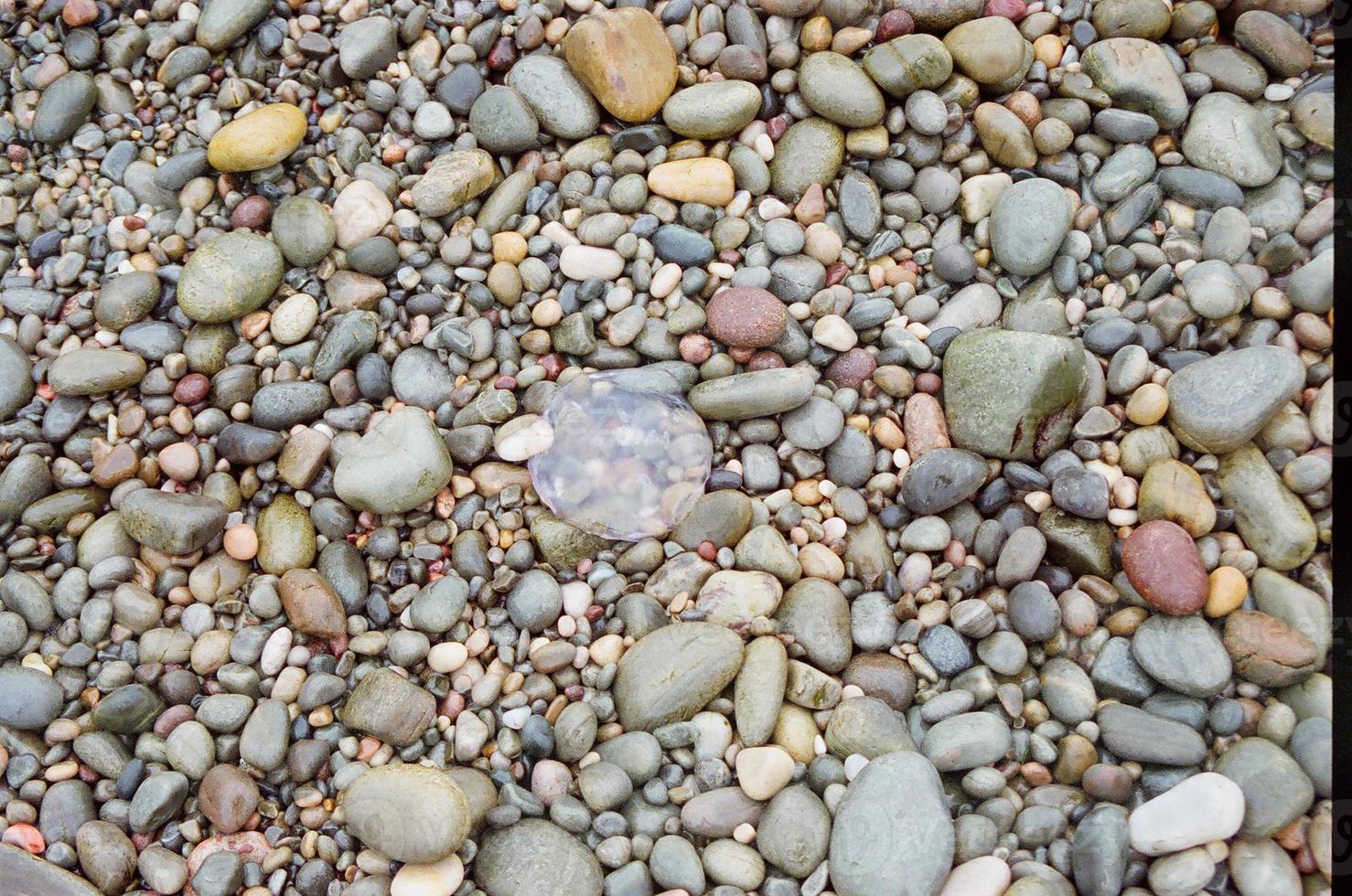 medusa nas rochas foto