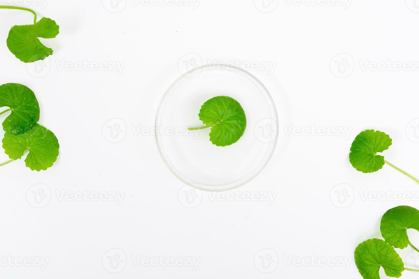 topo Visão em mesa centella asiática folhas com isolado em branco fundo foto