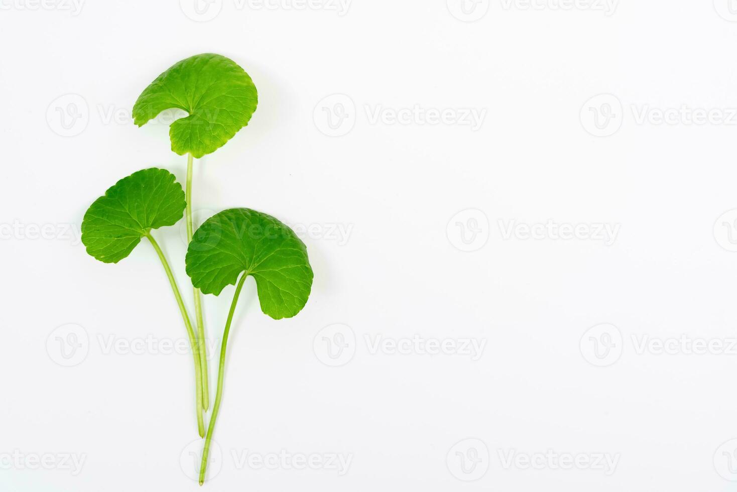 topo Visão em mesa centella asiática folhas com isolado em branco fundo foto