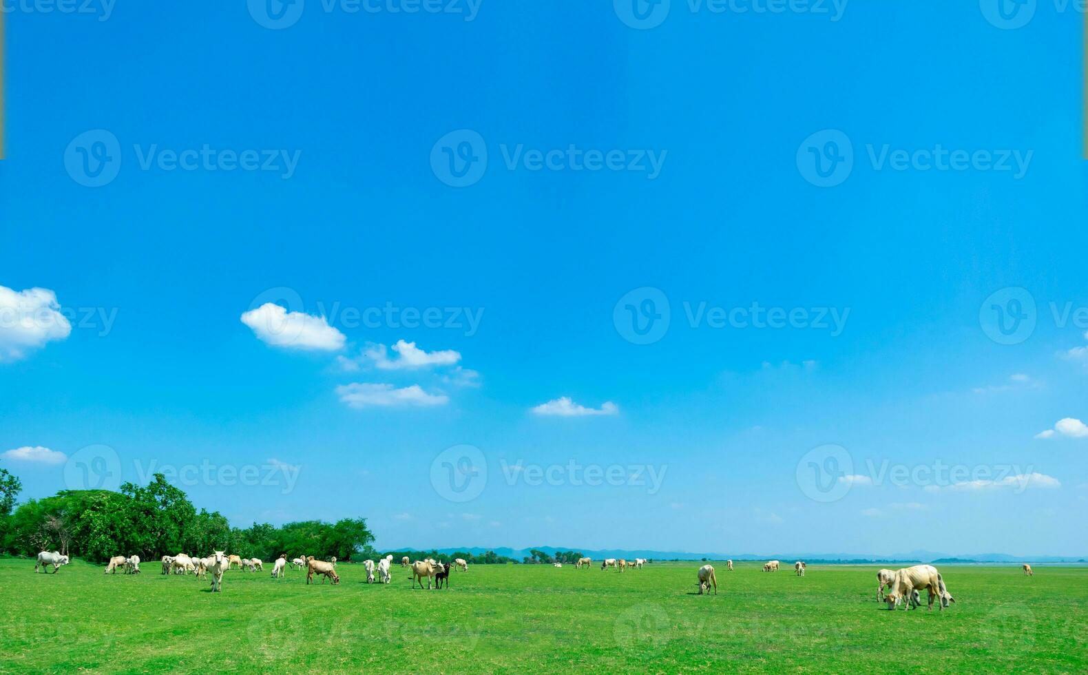 vaca pastar em verde verão Prado e céu Visão foto