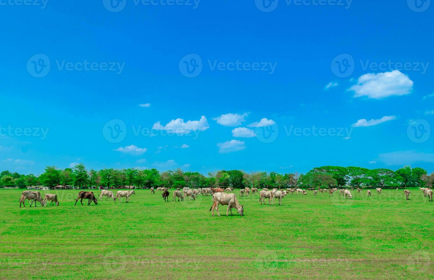 vaca pastar em verde verão Prado e céu Visão foto