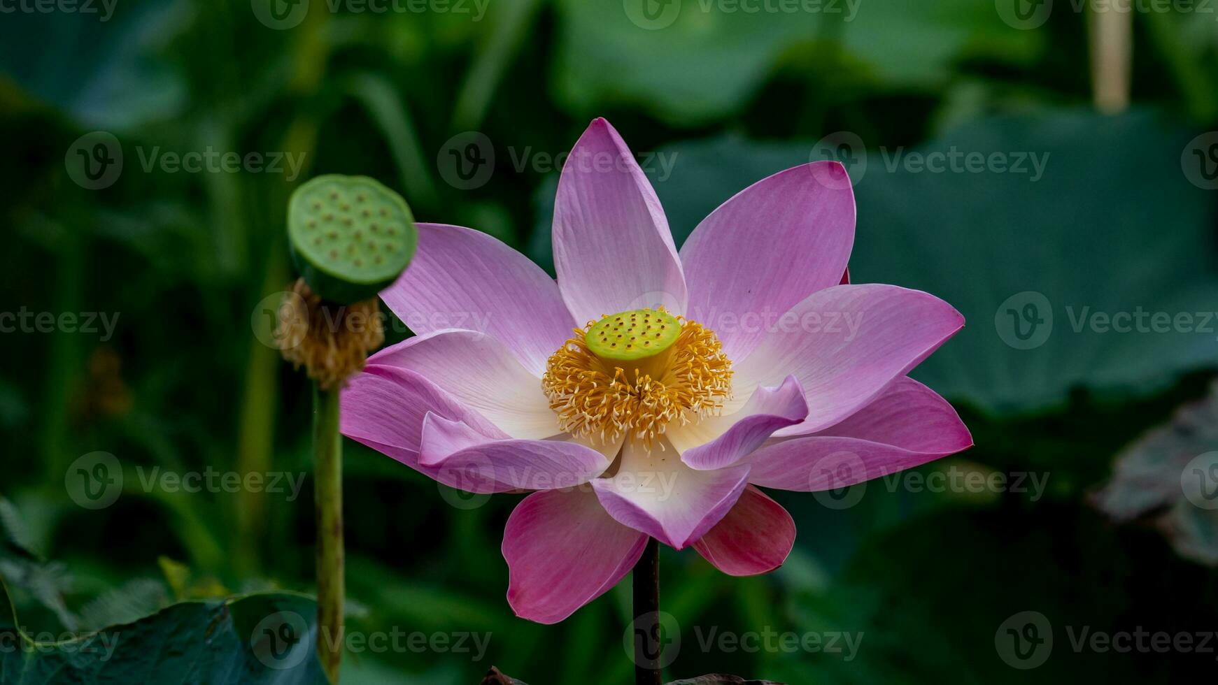 Rosa lótus flor florescendo dentro a lagoa foto