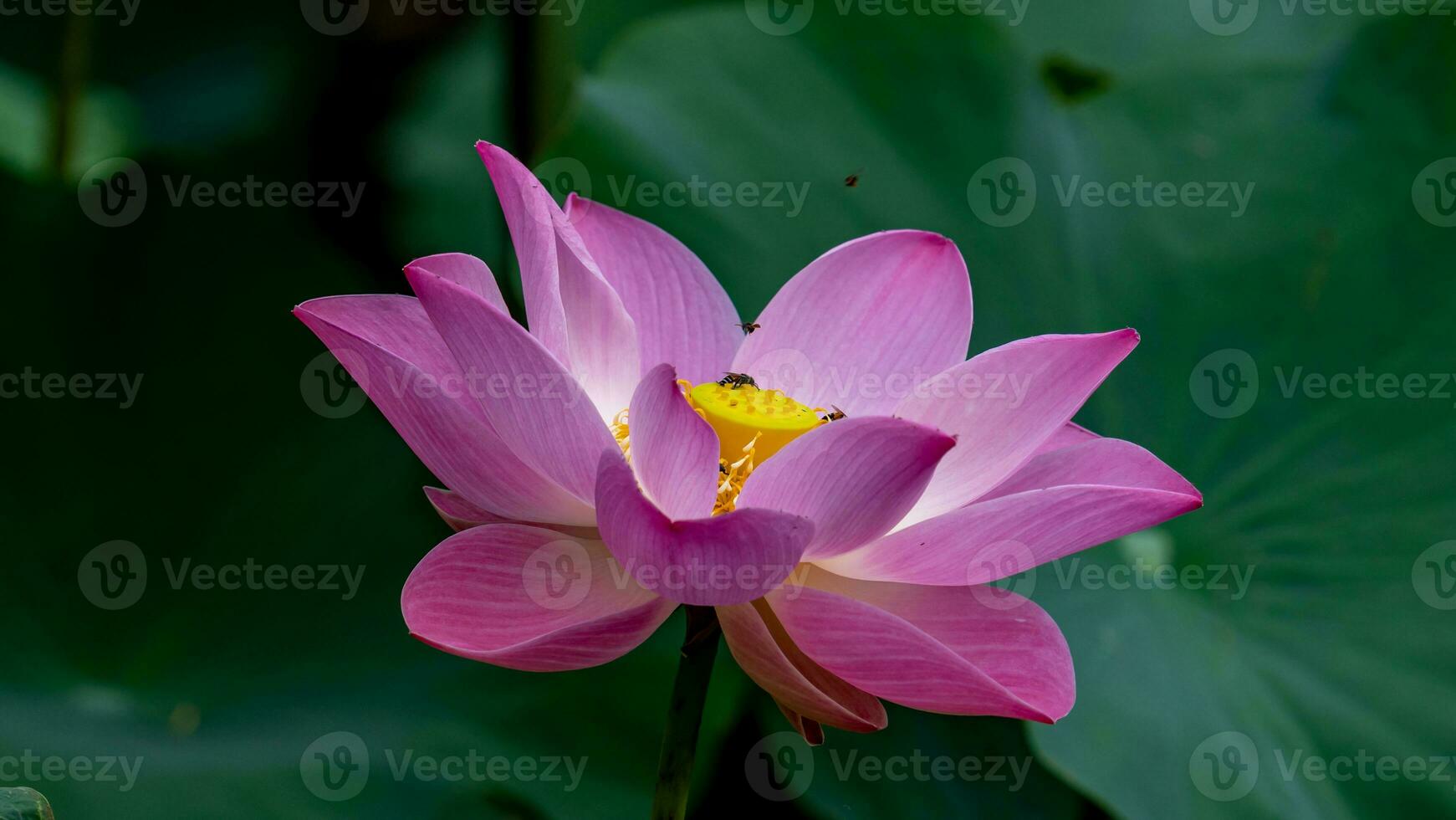 Rosa lótus flor florescendo dentro a lagoa foto