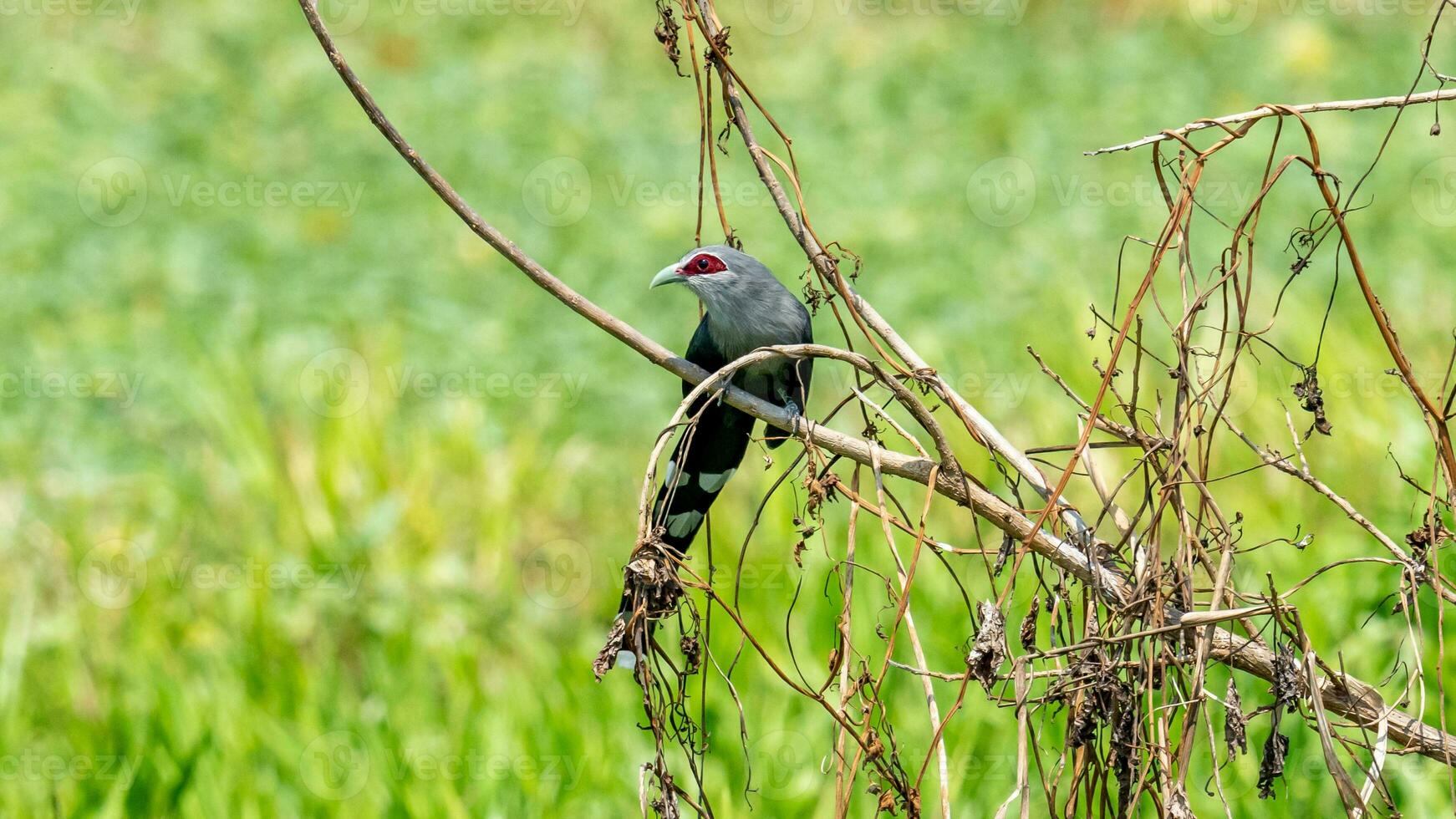 phaenicophaeus tristis empoleirado em árvore foto