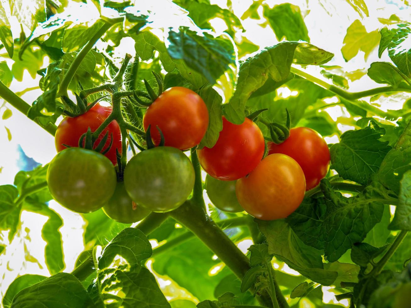 tomates maduros e verdes se desenvolvendo em uma treliça foto