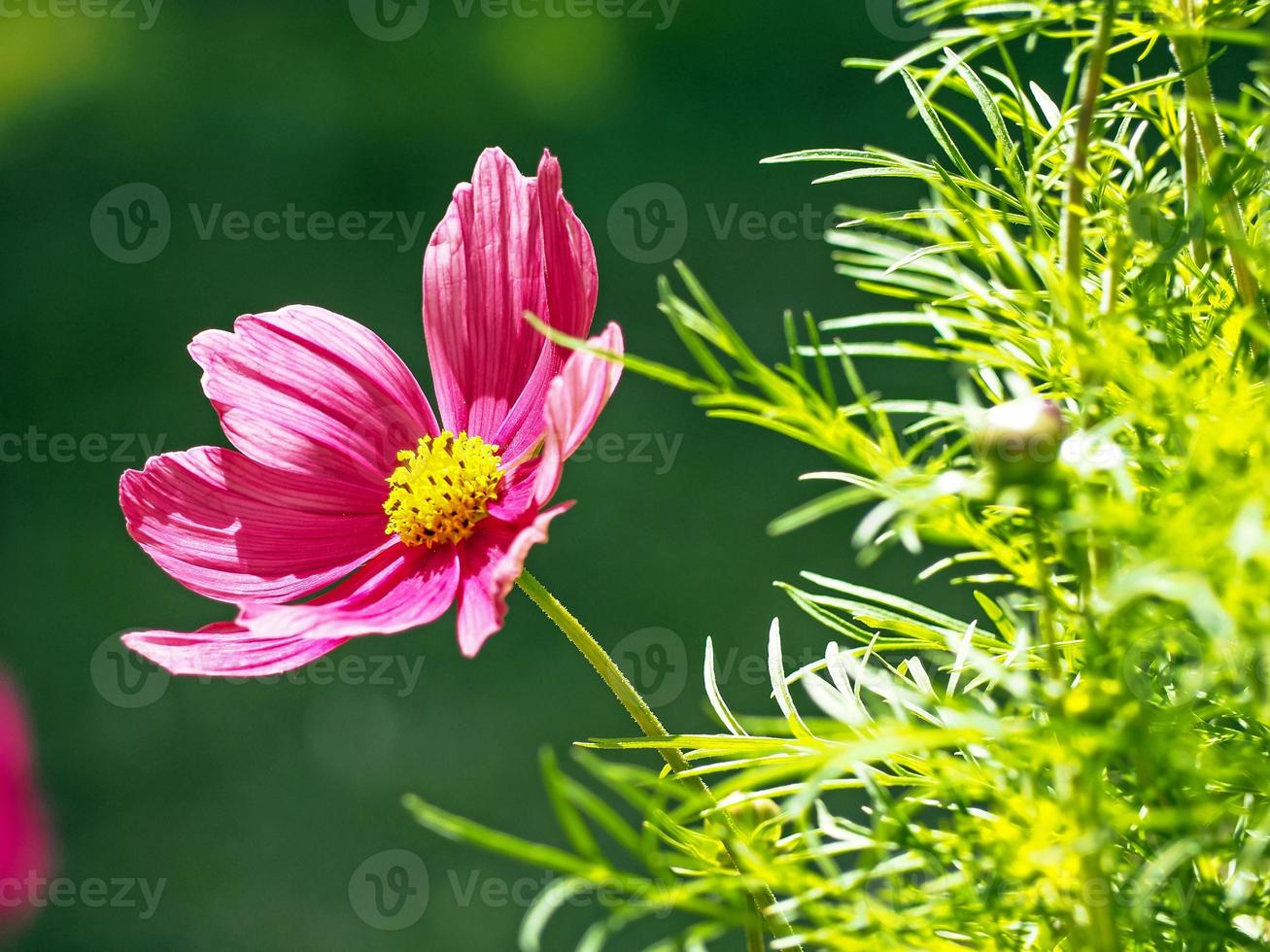 flor rosa do cosmos e folhas verdes na luz do sol foto