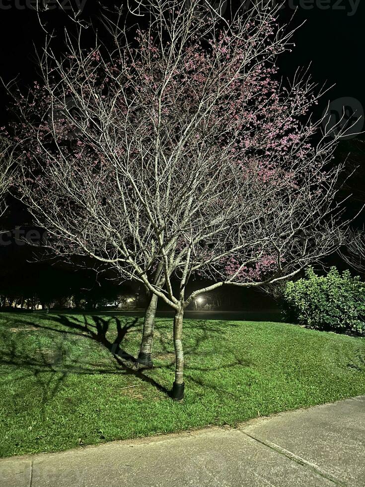 lindo cereja árvores dentro a noite foto