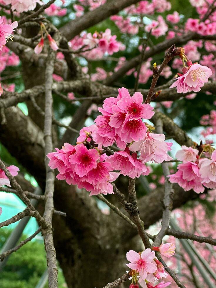 lindo cereja flores dentro inverno borrado fundo foto