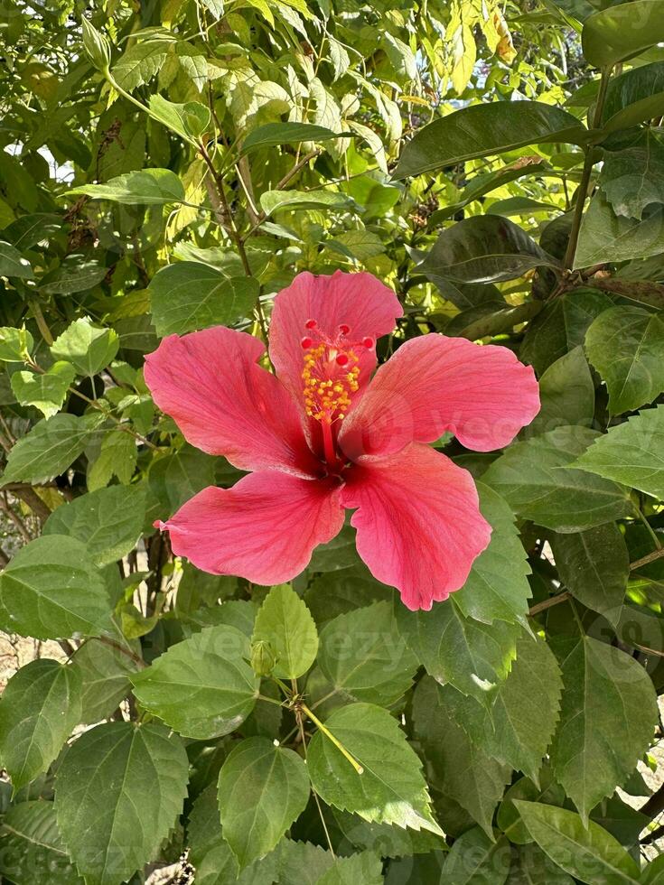 uma lindo vermelho flor hibisco foto