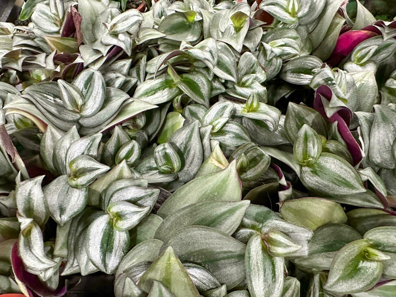 lindo verde frondoso comelina purpurea em vaso plantas foto