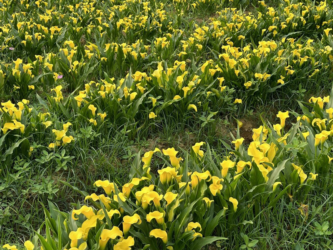 lindo amarelo flores zantedeschia debaixo a Sol foto