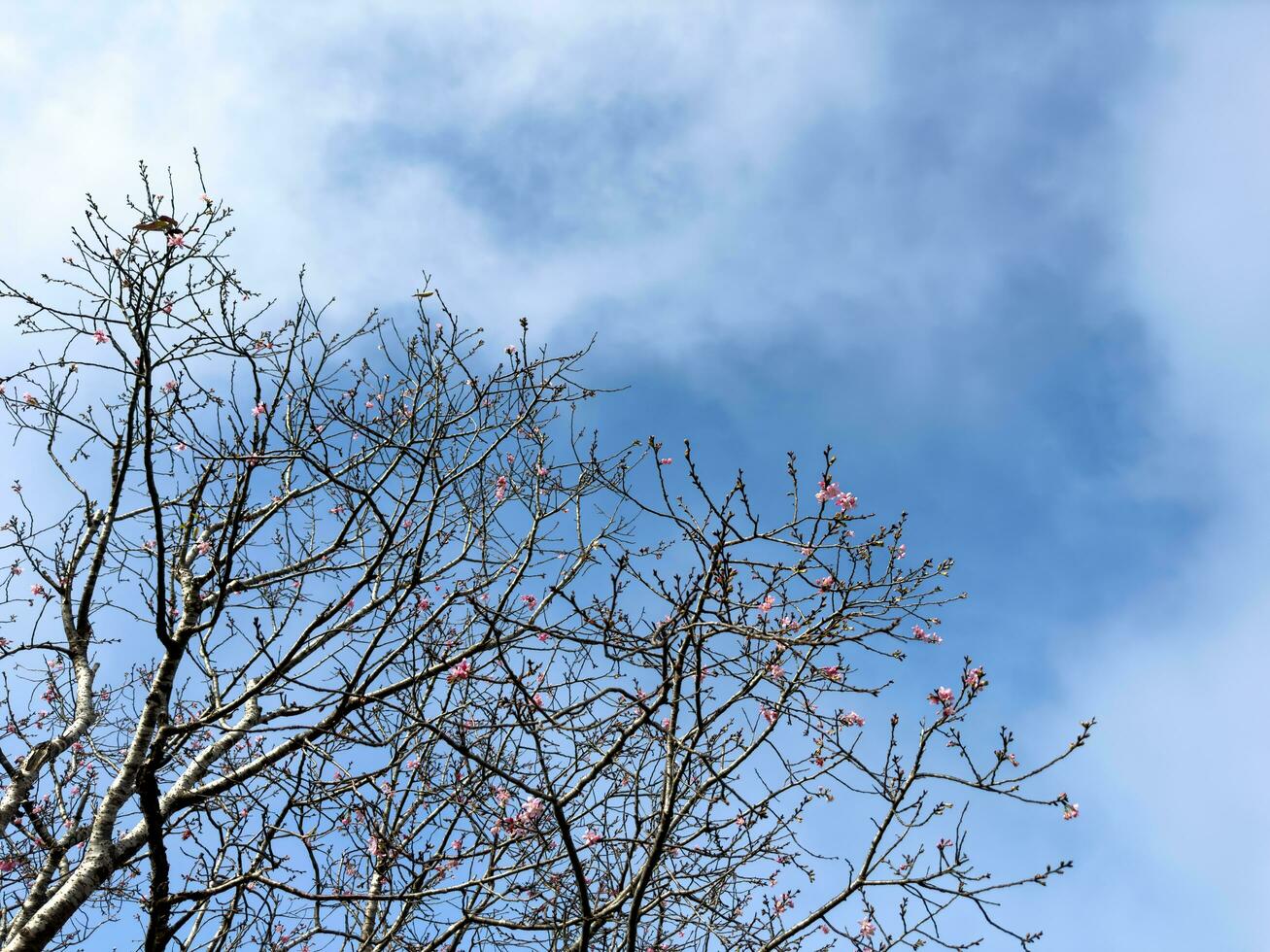 a Claro céu e cereja árvores dentro inverno foto
