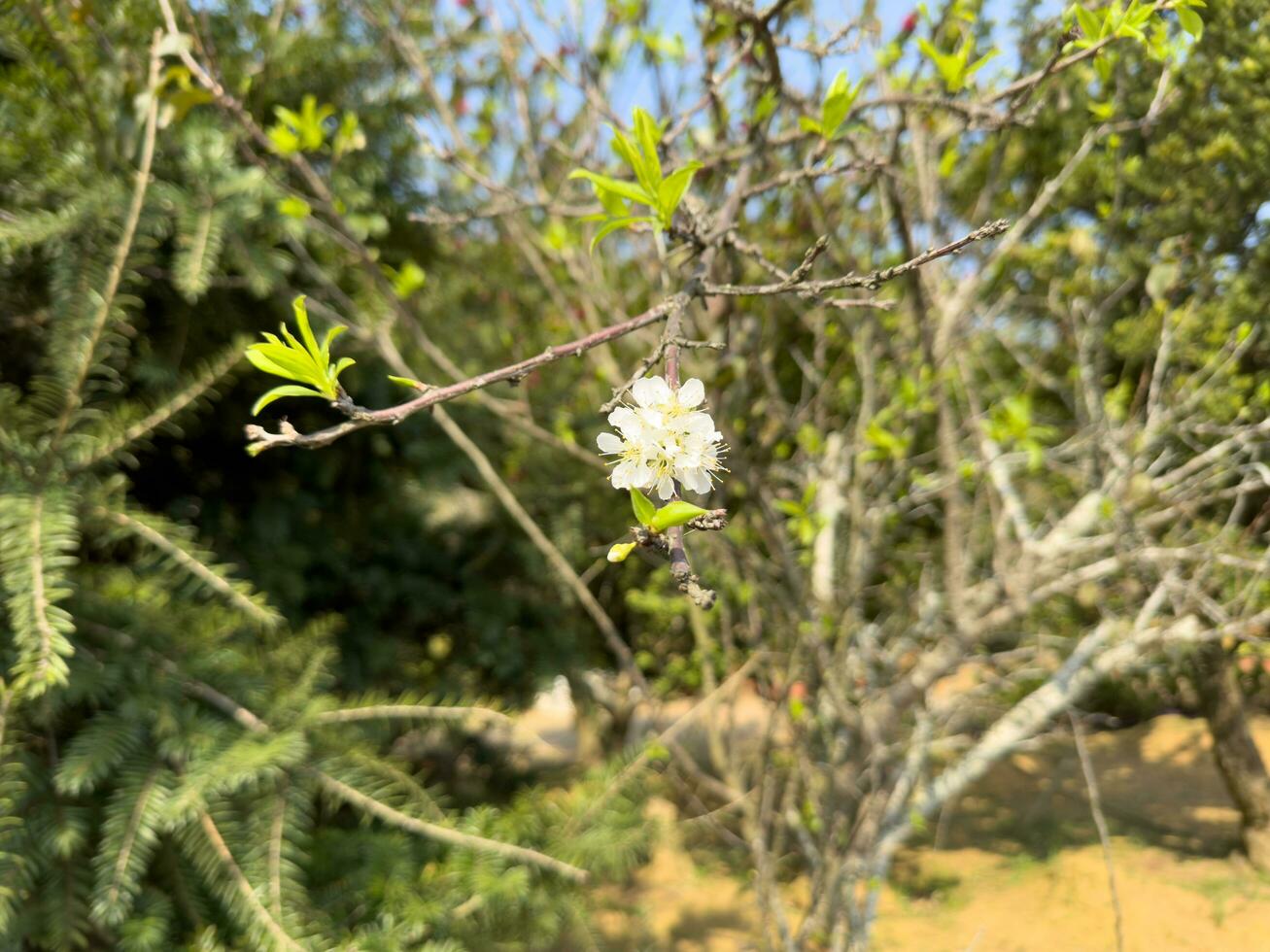 pequeno branco flor com borrado fundo foto