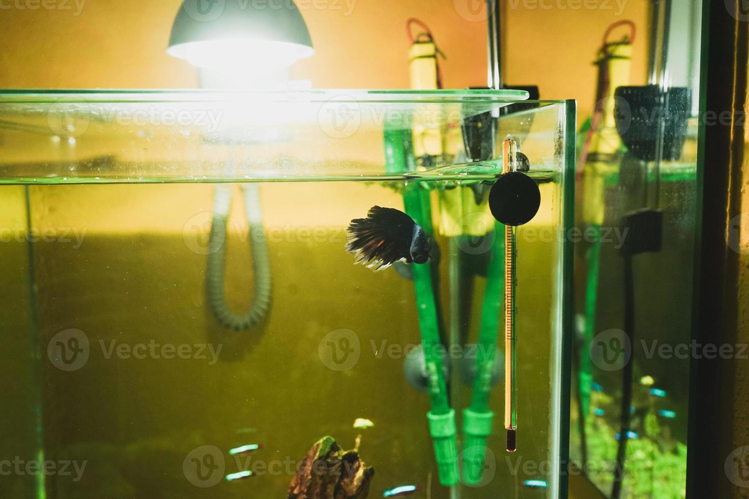 Betta splendens, peixe lutador siamês, em um aquário foto