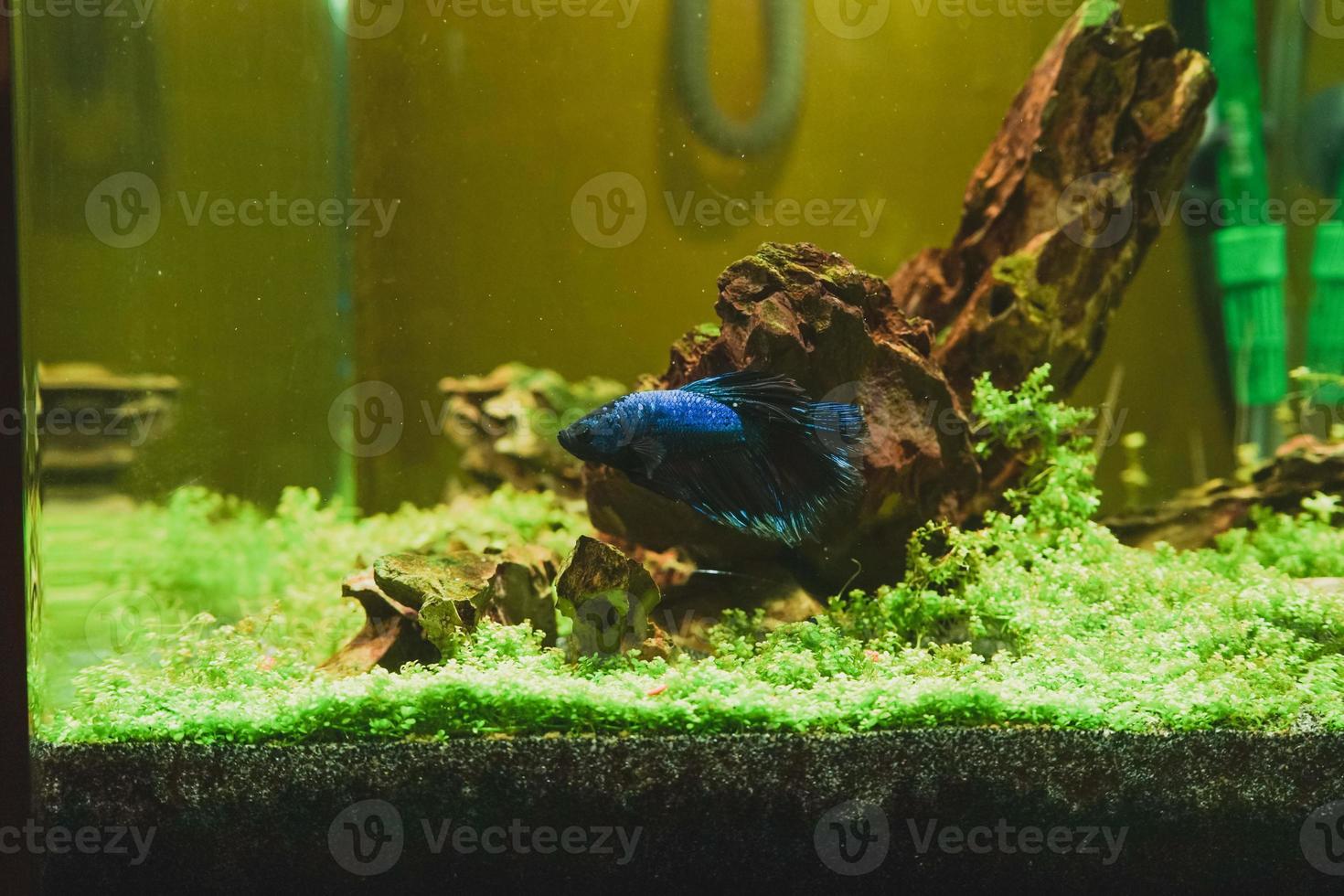 Betta splendens, peixe lutador siamês, em um aquário foto