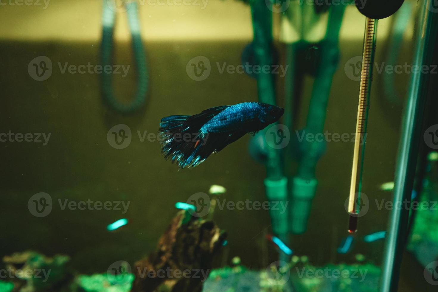 Betta splendens, peixe lutador siamês, em um aquário foto