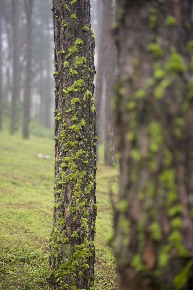 bela casca de pinheiro em floresta de pinheiros com musgo foto