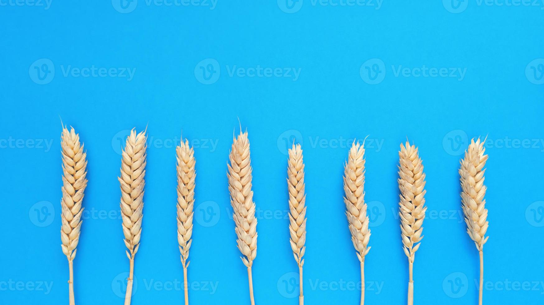 espigas de trigo em um fundo azul. lay flat simples com espaço de cópia. foto. foto