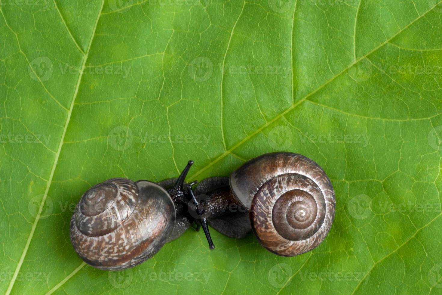 caracóis terrestres na planta, close-up foto