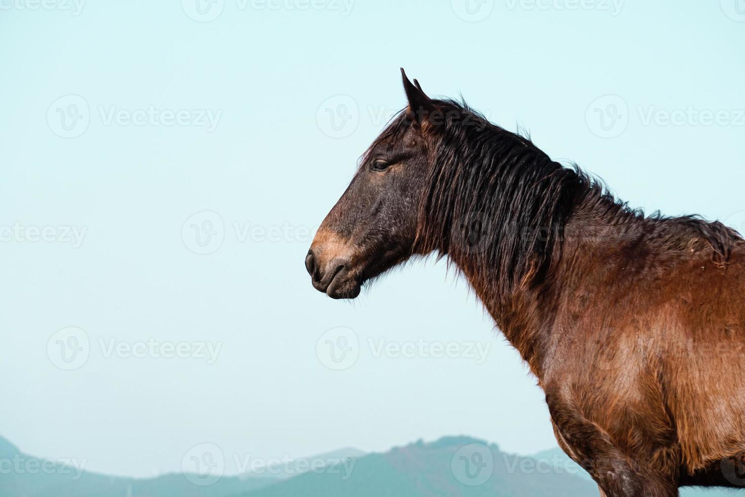 lindo retrato de cavalo marrom foto