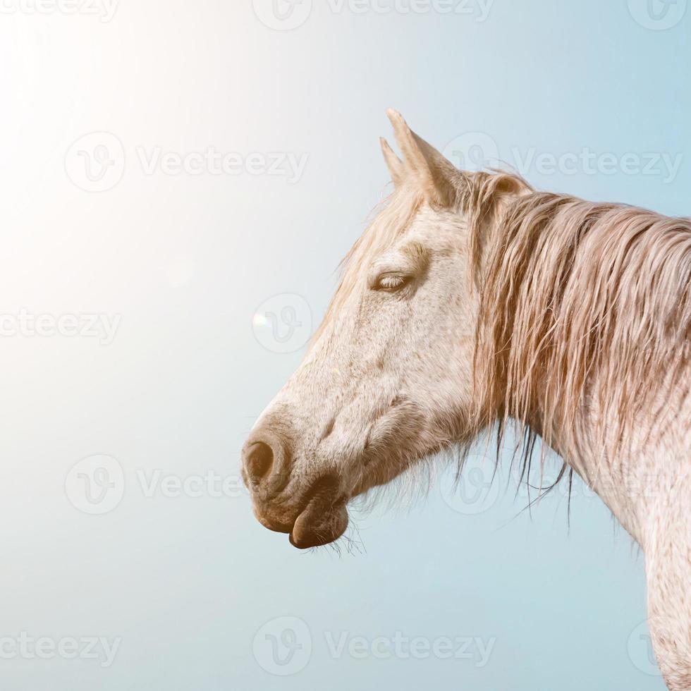 lindo retrato de cavalo branco foto