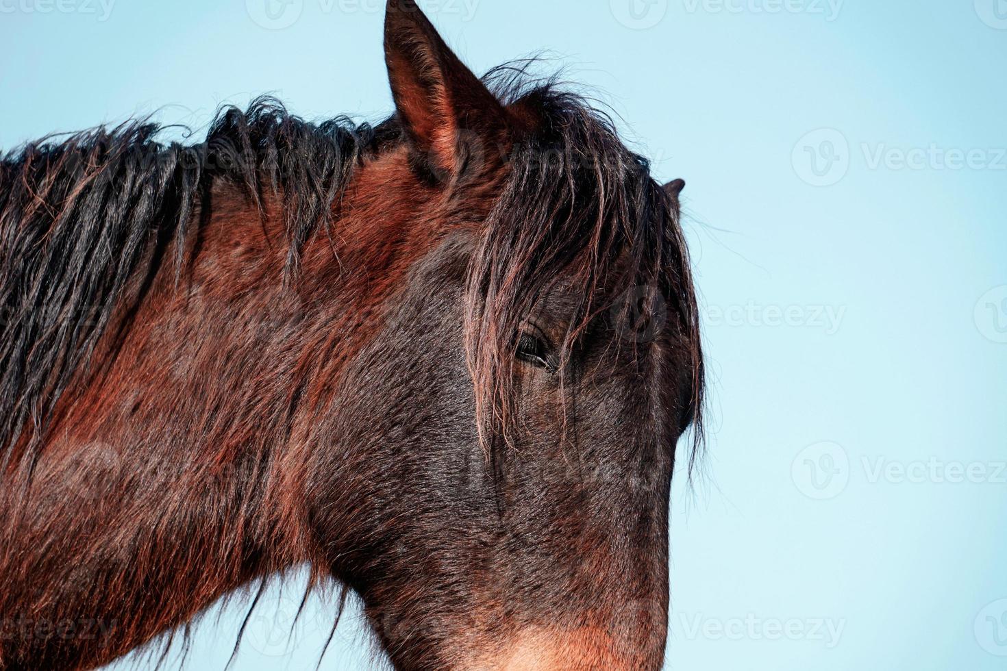 lindo retrato de cavalo balck foto