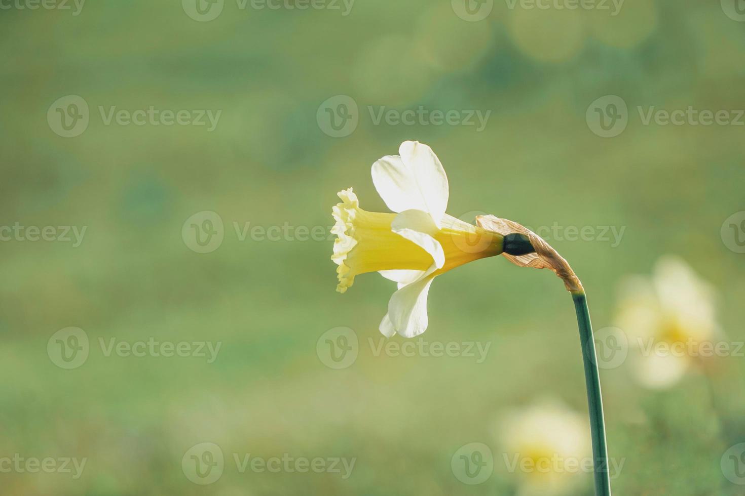 linda flor amarela na primavera foto