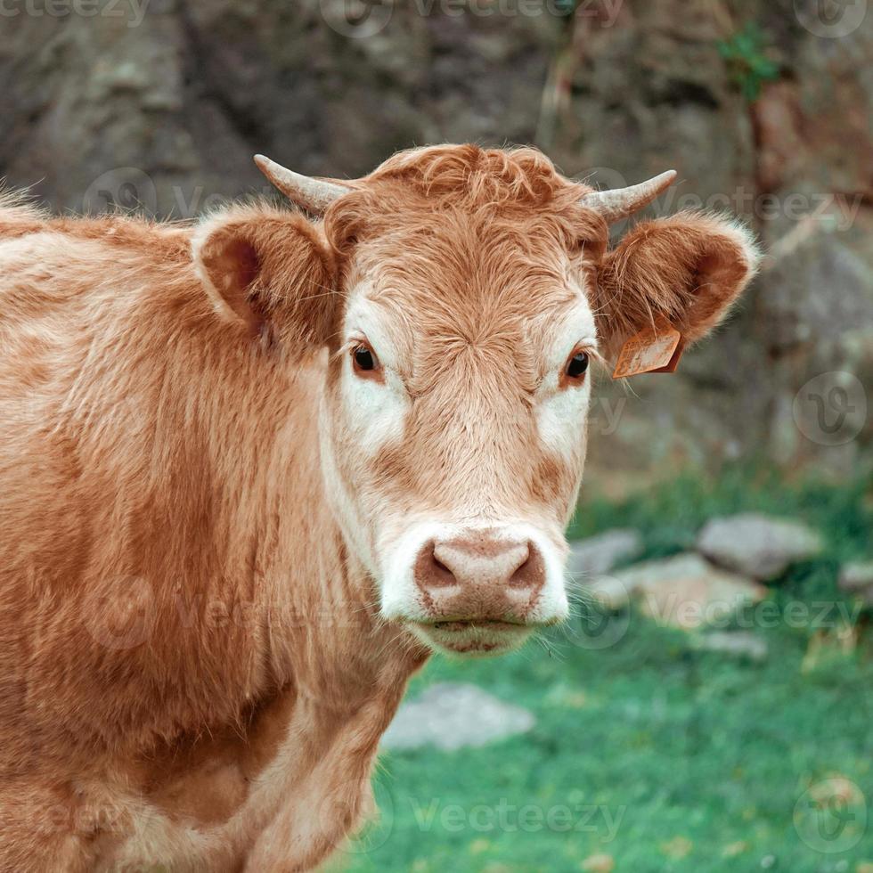 lindo retrato de vaca marrom foto