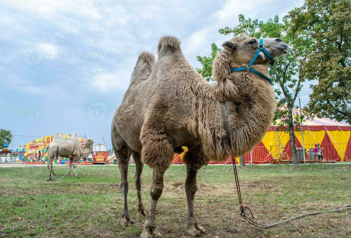 uma dois corcunda camelo dentro a cidade parque. camelo caminhando dentro a parque foto