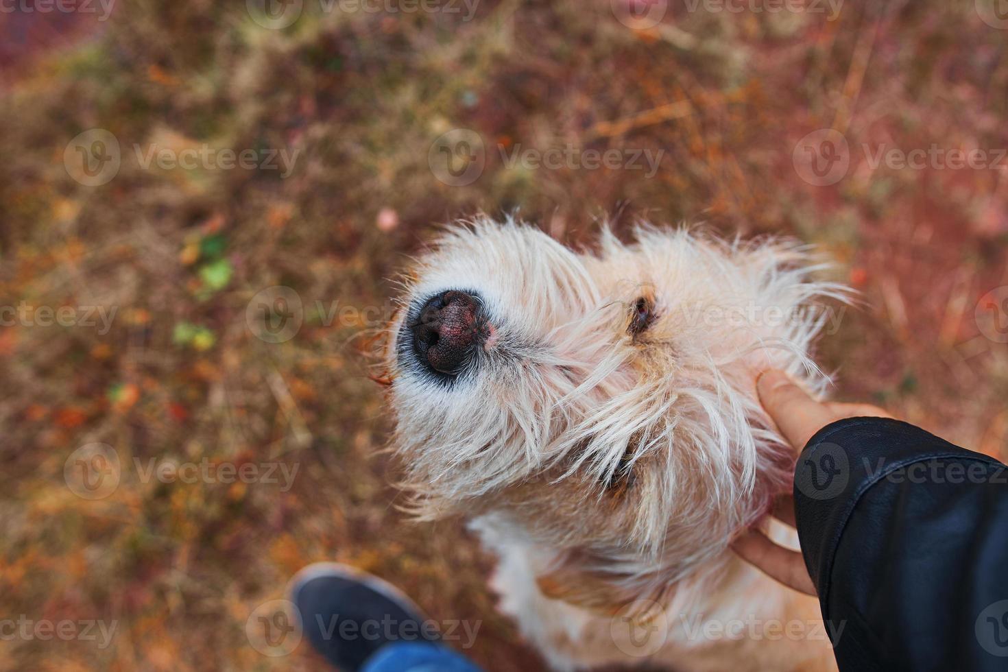 homem acariciando cachorro. foto