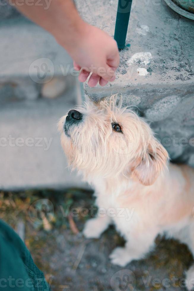 grande cachorro bege puxa seu focinho em direção a uma mão humana. foto