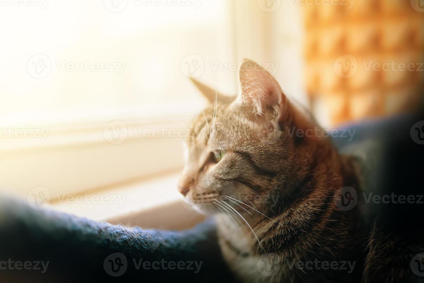 gato malhado olha na janela. foto