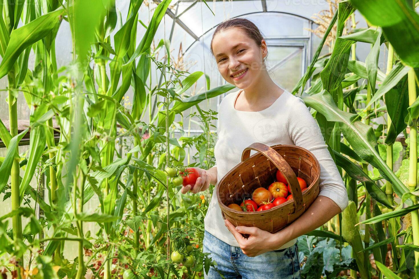 jovem mulher Fazenda trabalhador com cesta colheita fresco maduro orgânico tomates foto