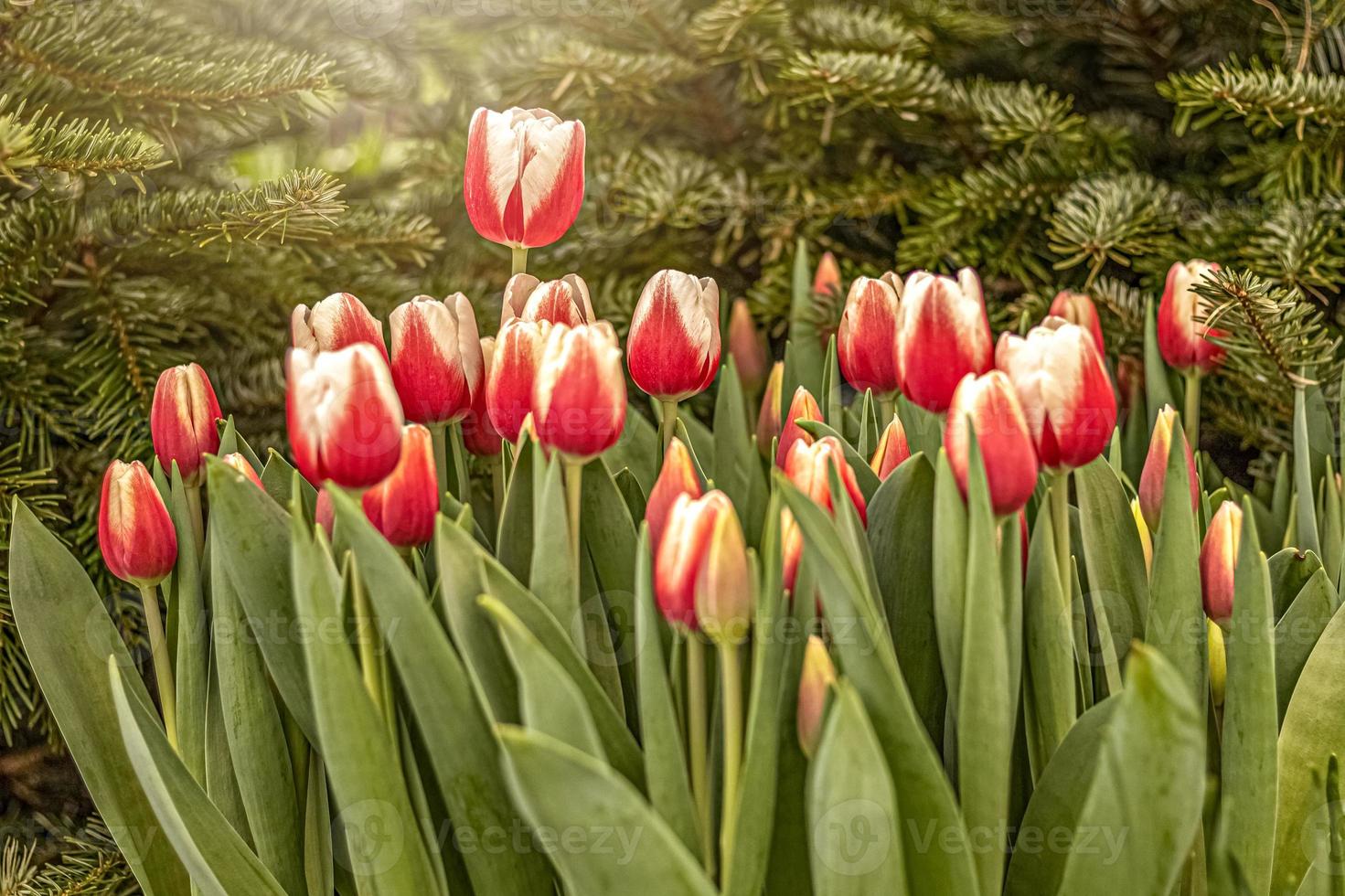 tulipas vermelhas em um canteiro de flores no jardim. Primavera. florescendo. pôr do sol foto