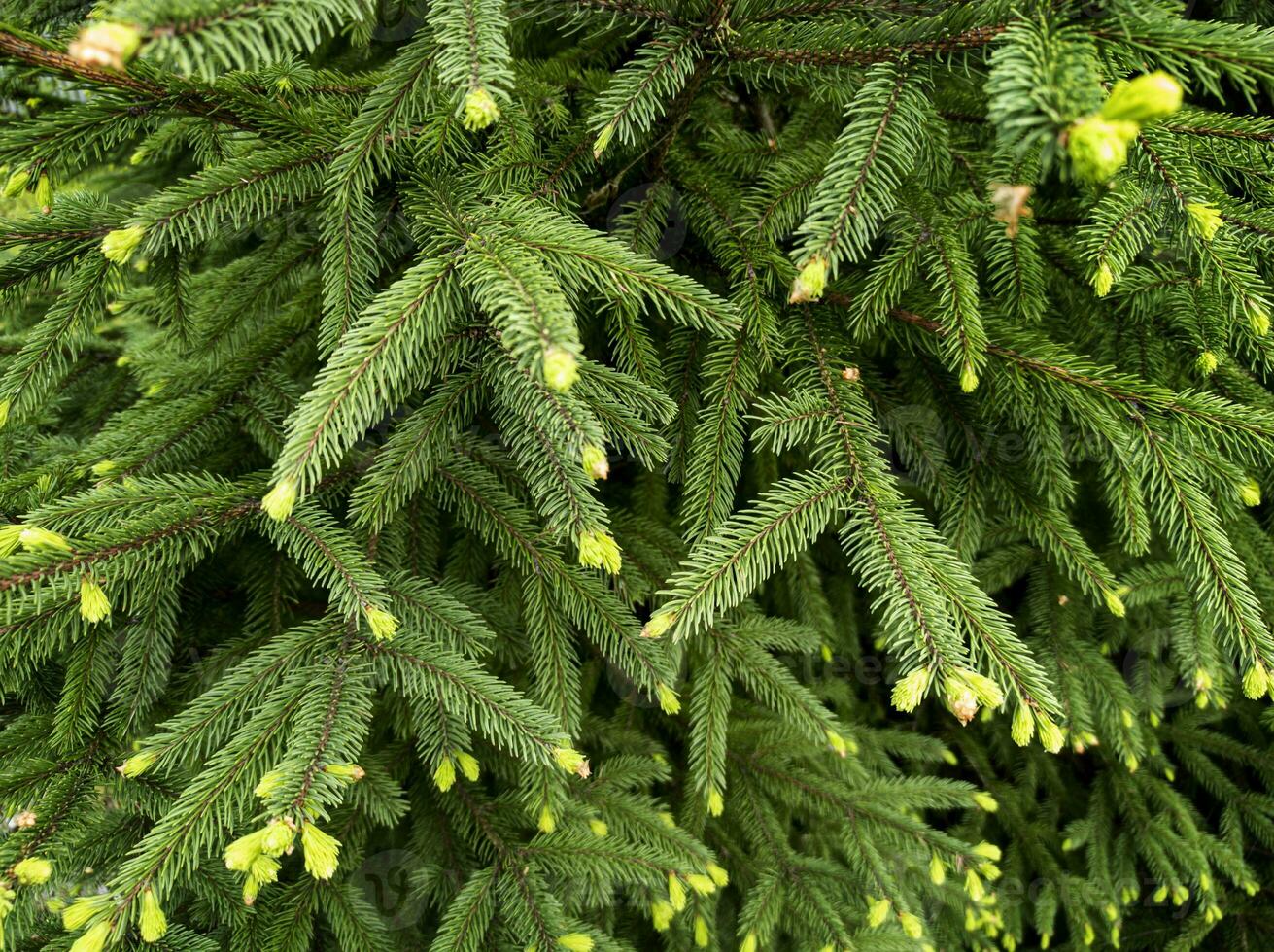 Natal fundo com lindo florescendo abeto galhos com jovem pinho cones dentro Primavera. ainda vida. brincar foto