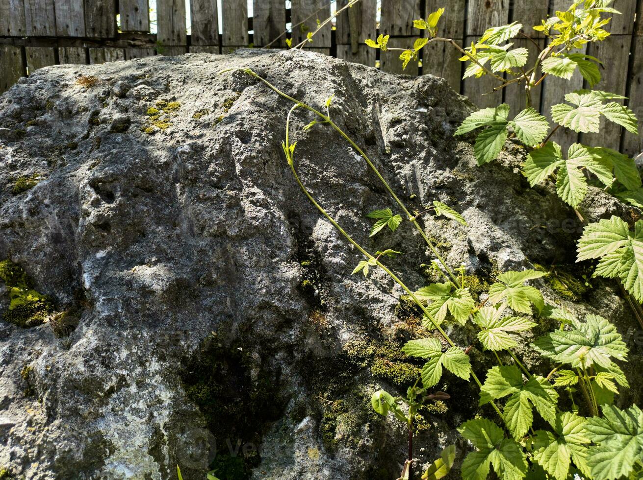 fundo do uma Rocha com cheio musgo vegetação foto