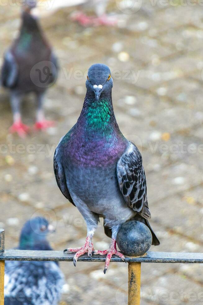 majestoso Pombo pássaro pombos pássaros dentro alajuela dentro costa rica. foto