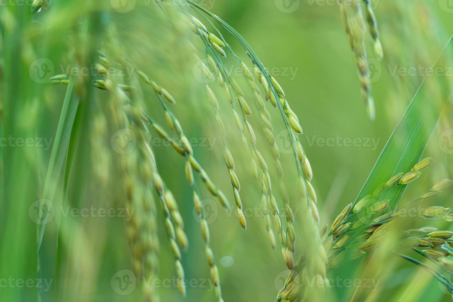 close-up de espiga de arroz em campo de arroz foto