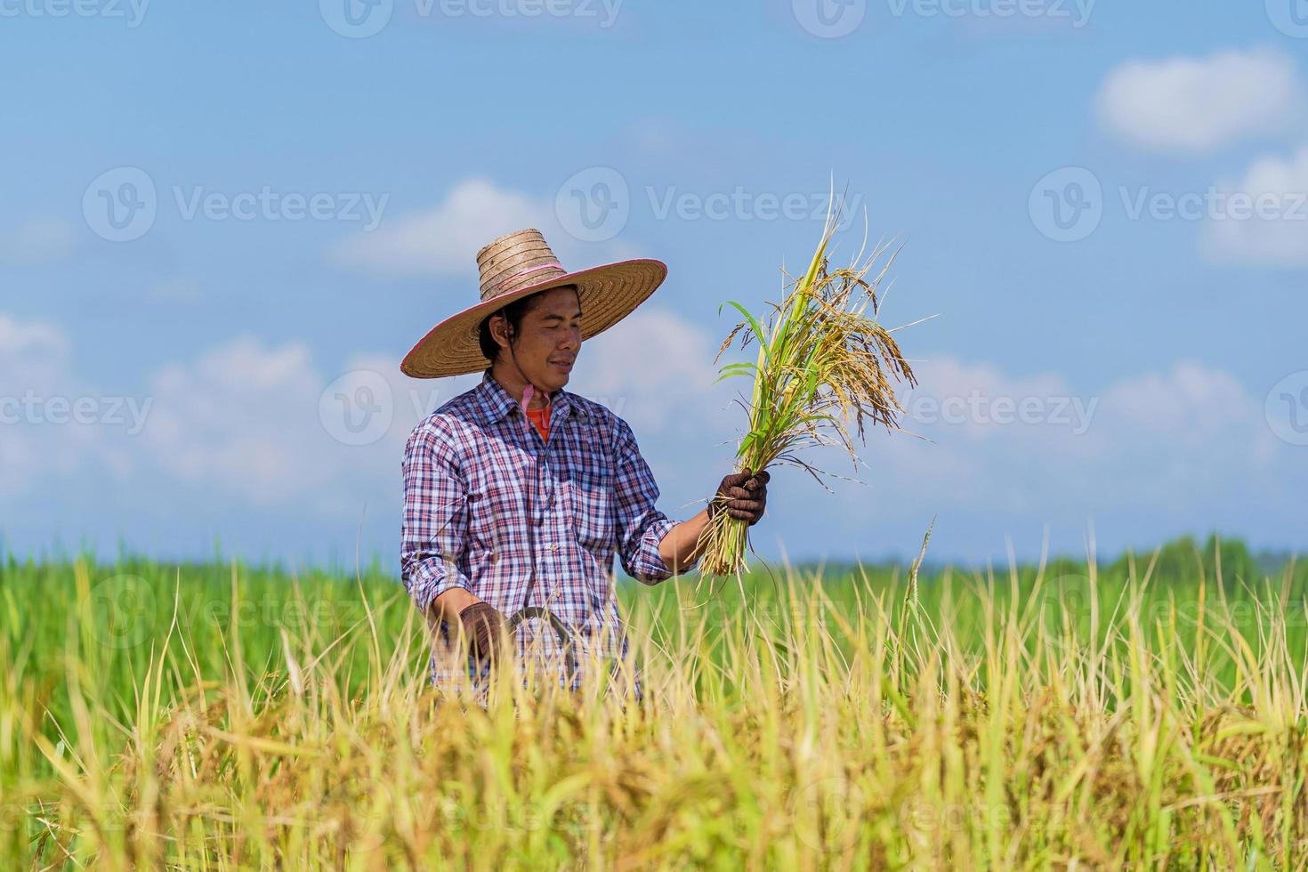 fazendeiro asiático trabalhando em um campo de arroz sob o céu azul foto