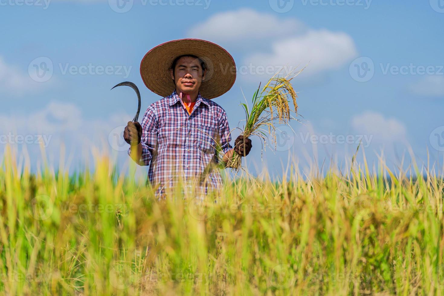 fazendeiro asiático trabalhando em um campo de arroz sob o céu azul foto