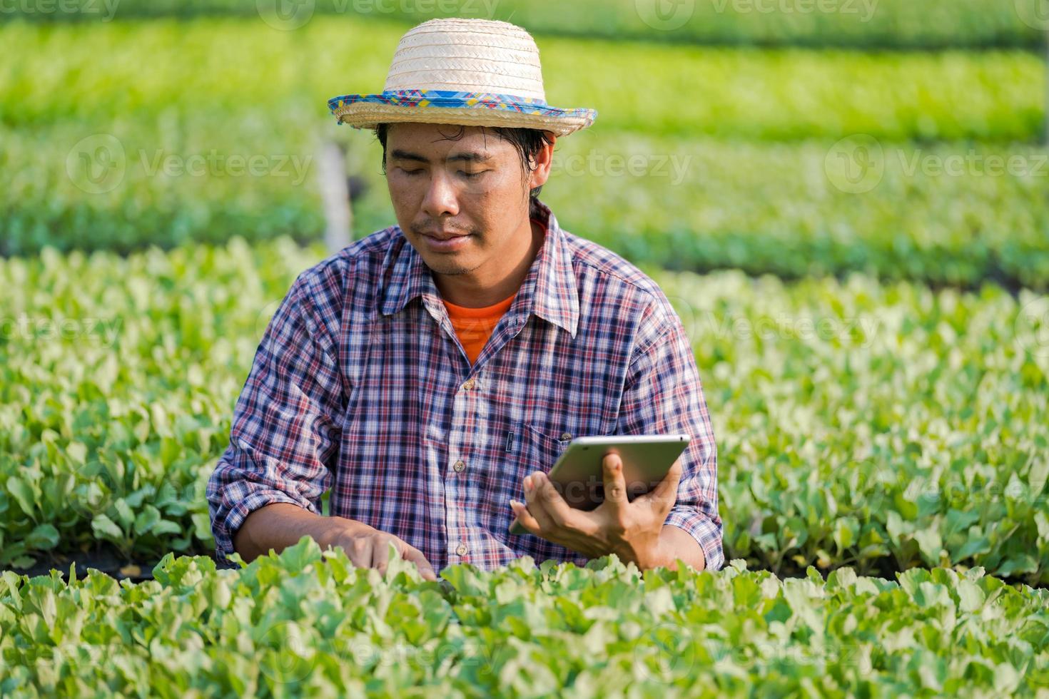 fazendeiro asiático de chapéu usando um tablet digital e verificando mudas jovens em sua fazenda na horta foto