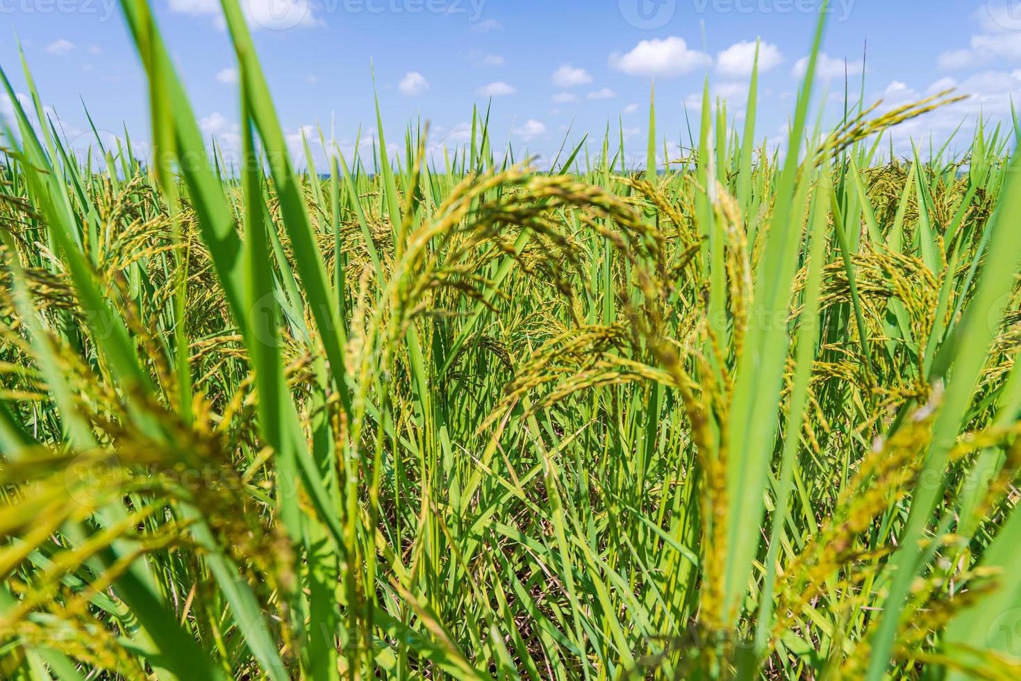 campo de arroz verde pela manhã sob céu azul foto