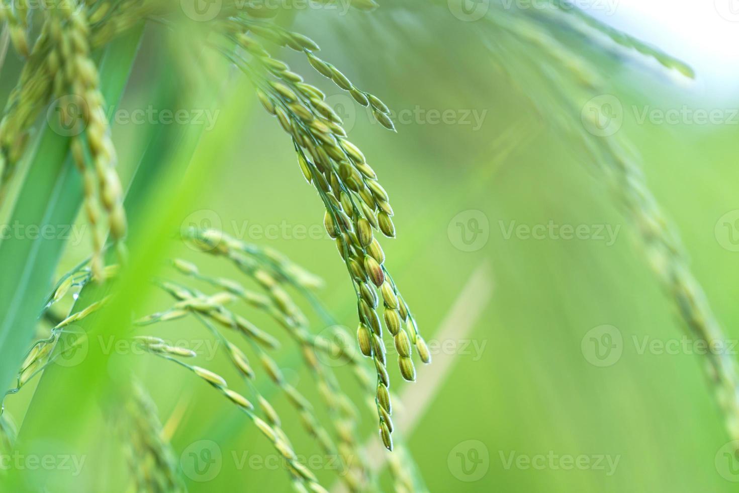close-up de espiga de arroz em campo de arroz foto