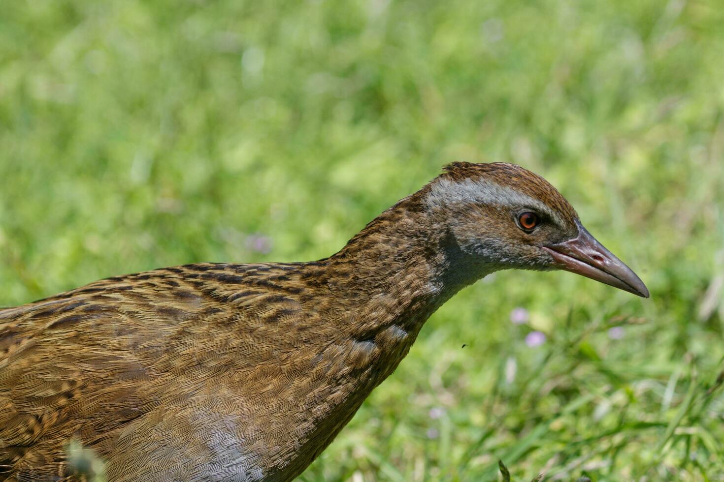 weka endêmico trilho do Novo zelândia foto