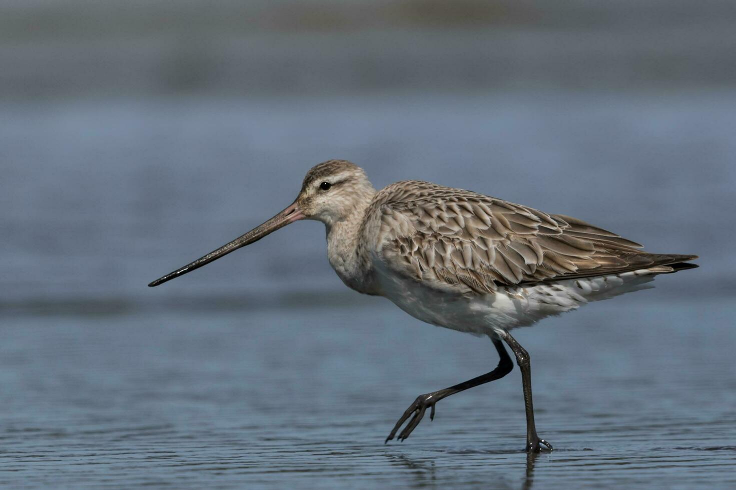 cauda de barra godwit dentro australasia foto