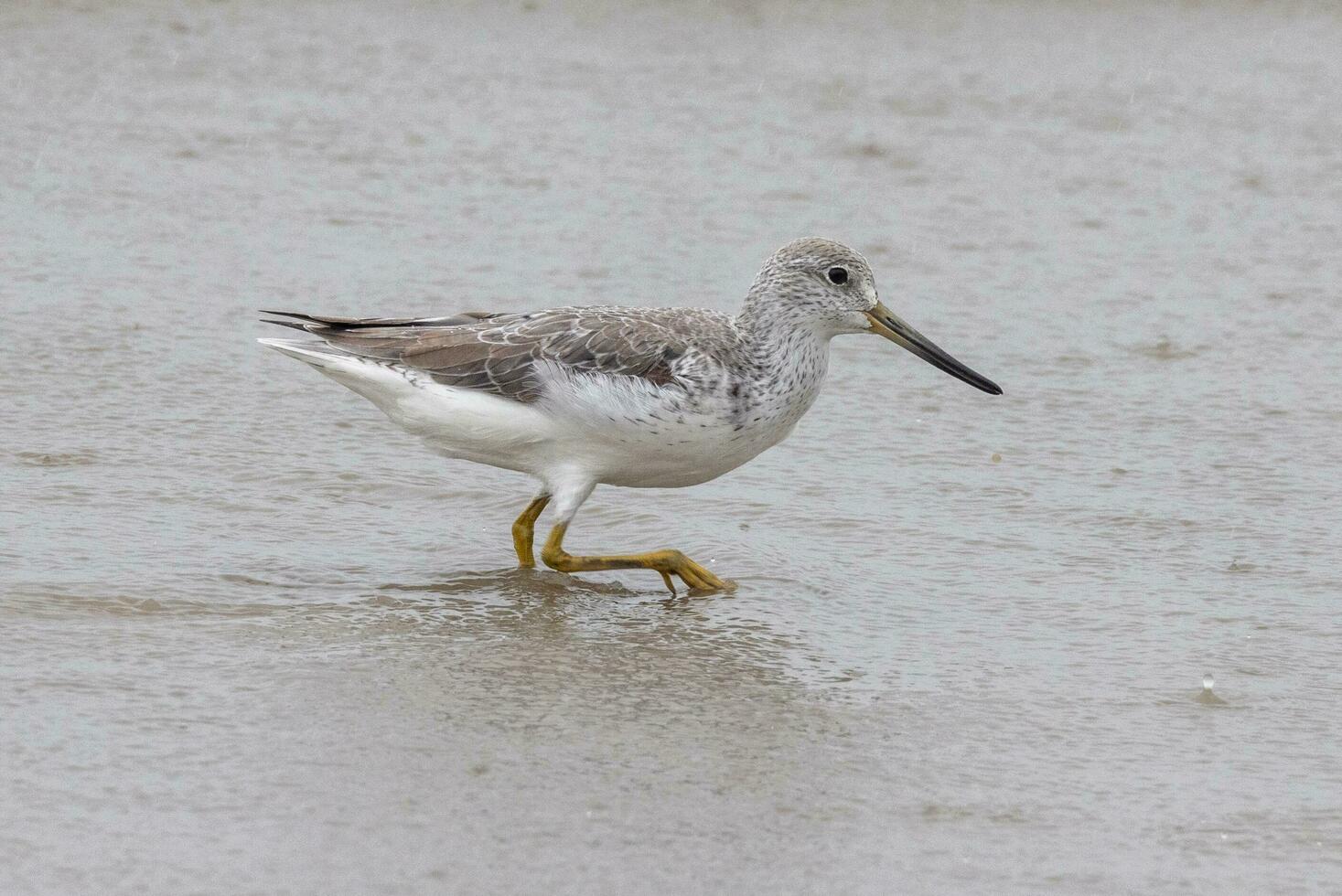 nordmann's greenshank dentro Austrália foto